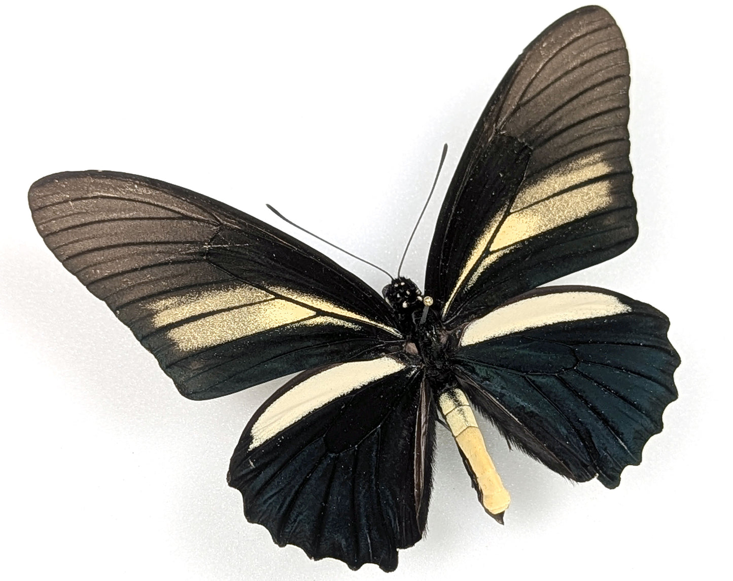 Battus crassus, echter Schwalbenschwanz Schmetterling im Rahmen