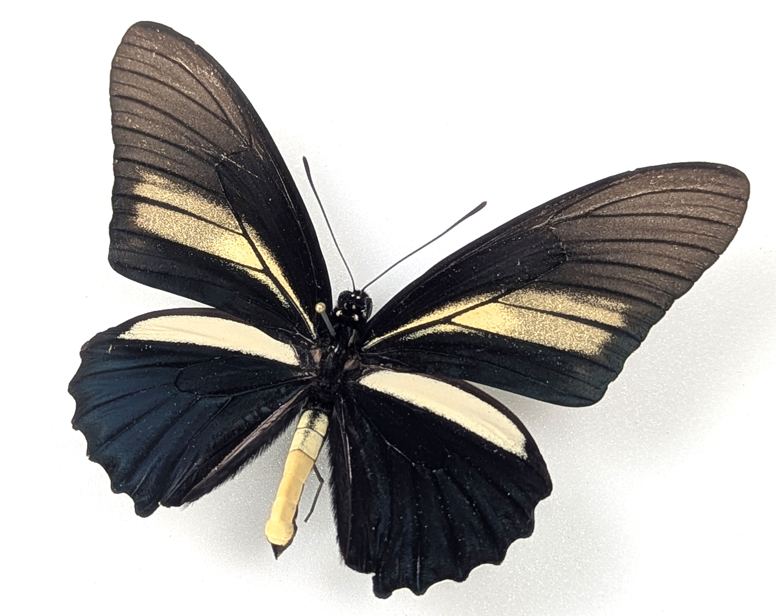 Battus crassus, echter Schwalbenschwanz Schmetterling im Rahmen