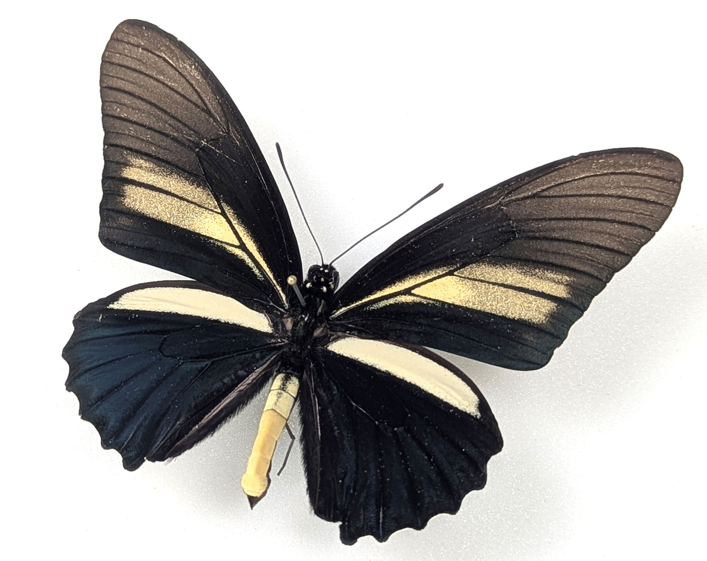 Battus crassus, echter Schwalbenschwanz Schmetterling im Rahmen