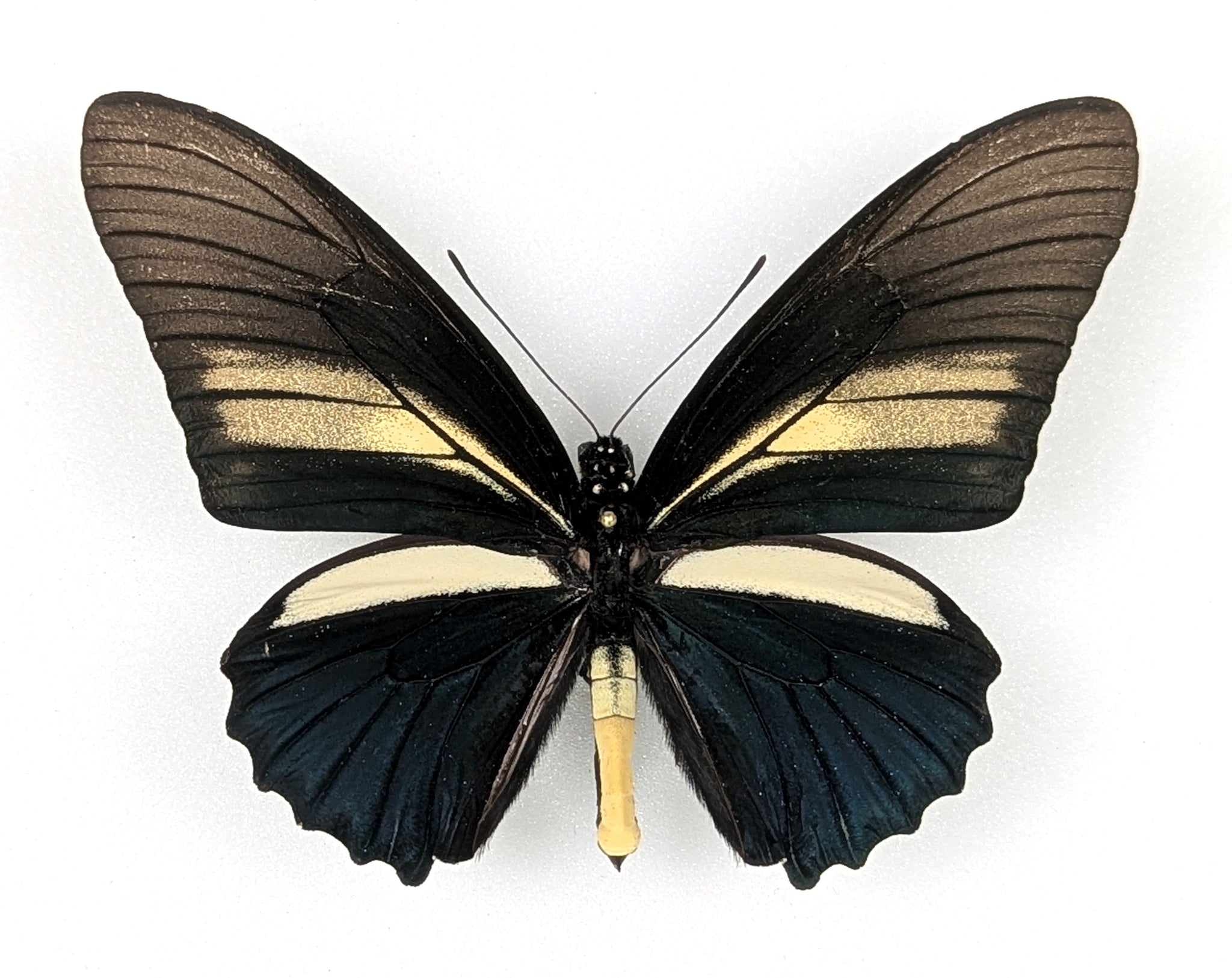 Battus crassus, echter Schwalbenschwanz Schmetterling im Rahmen