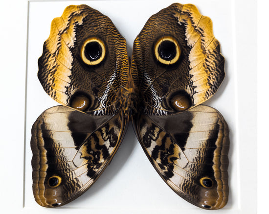 Caligo atreus verso