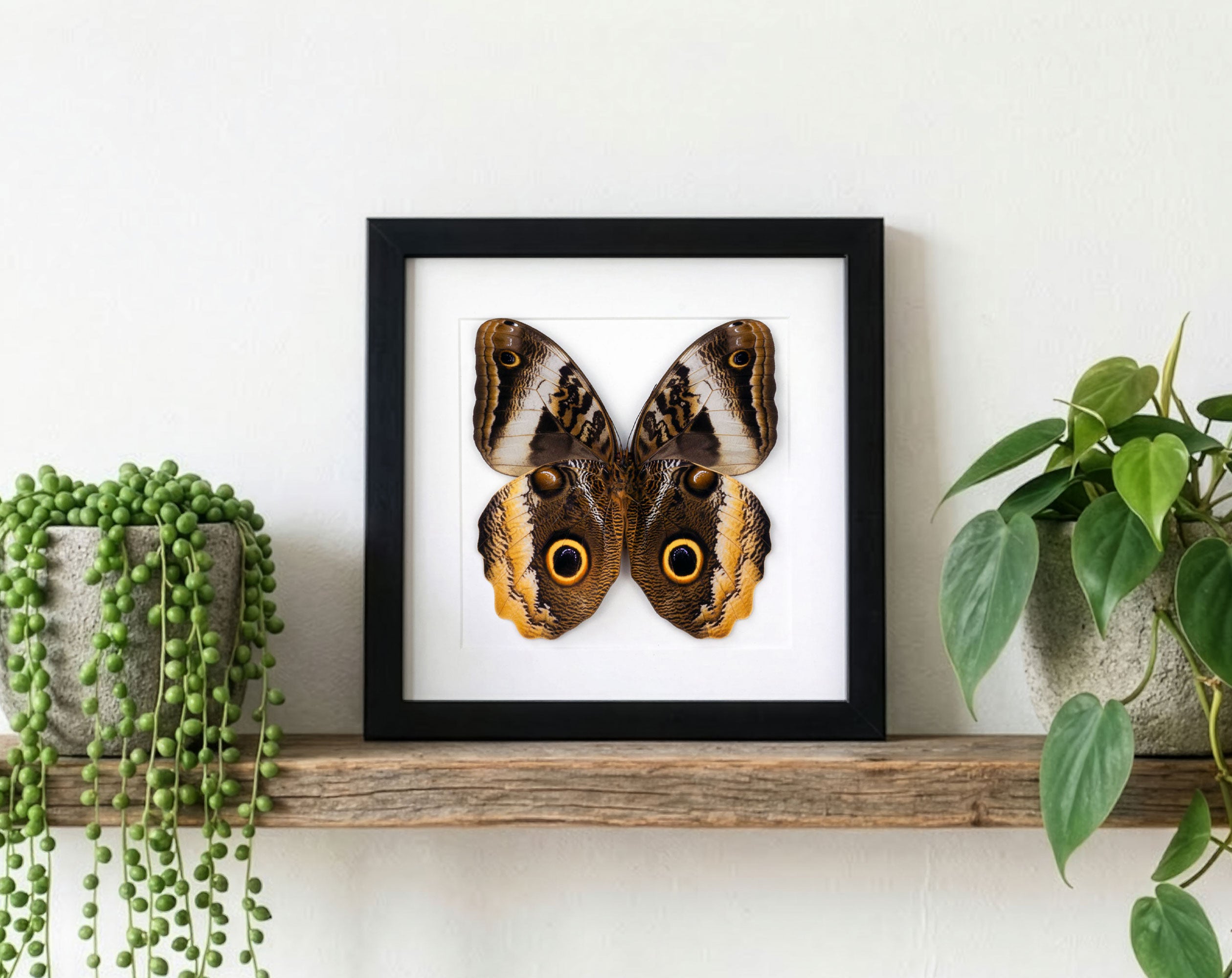 Caligo atreus verso, präparierter Schmetterling im Bilderrahmen