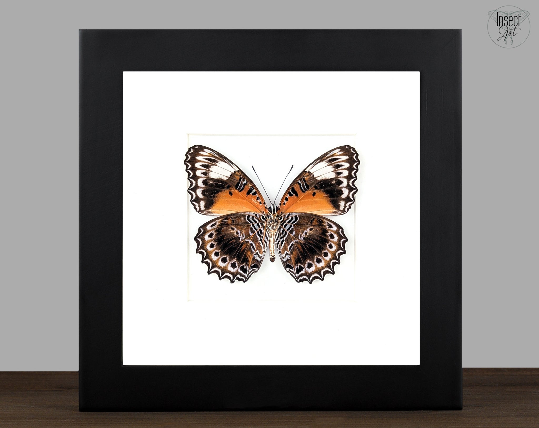 Cethosia cydippe, präparierter Schmetterling im Rahmen