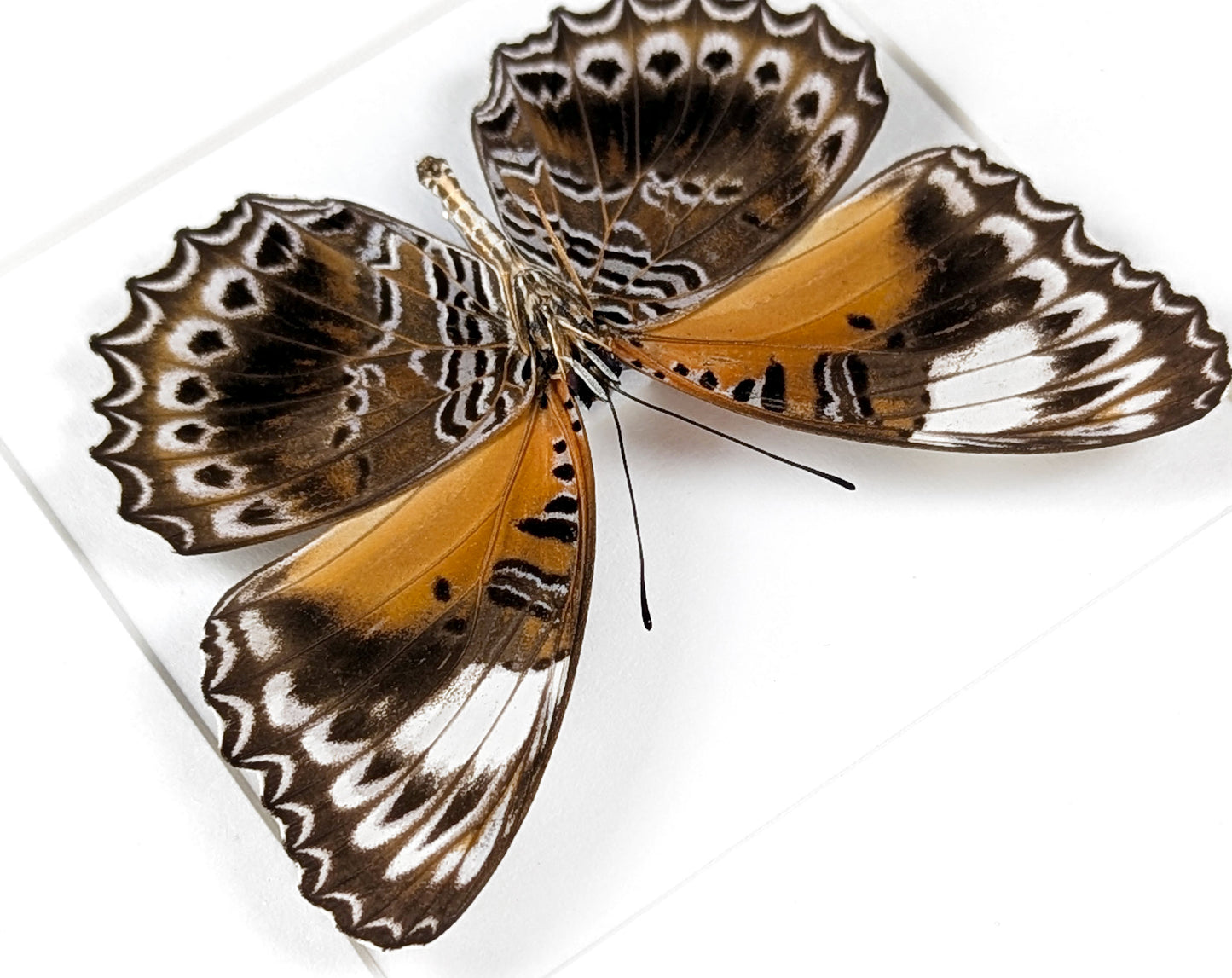 Cethosia cydippe, präparierter Schmetterling im Rahmen