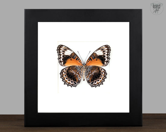 Cethosia cydippe, präparierter Schmetterling im Rahmen