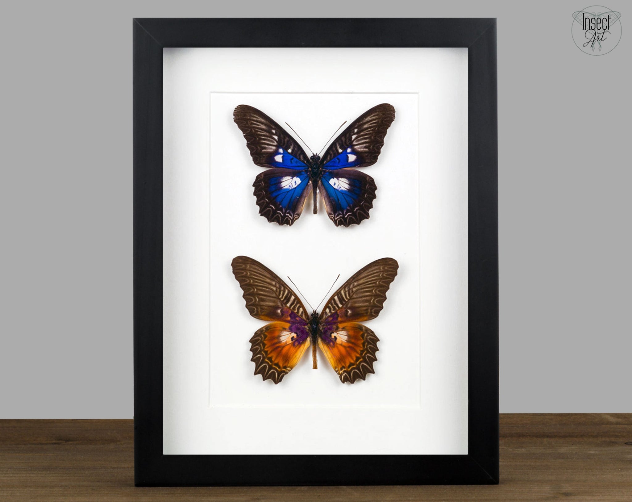 Cethosia myrina & ribbei  Schmetterling InsectArt