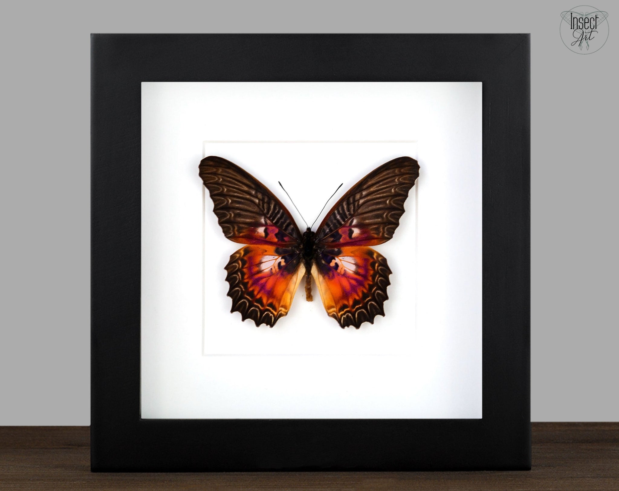 Cethosia myrina♂  Schmetterling InsectArt