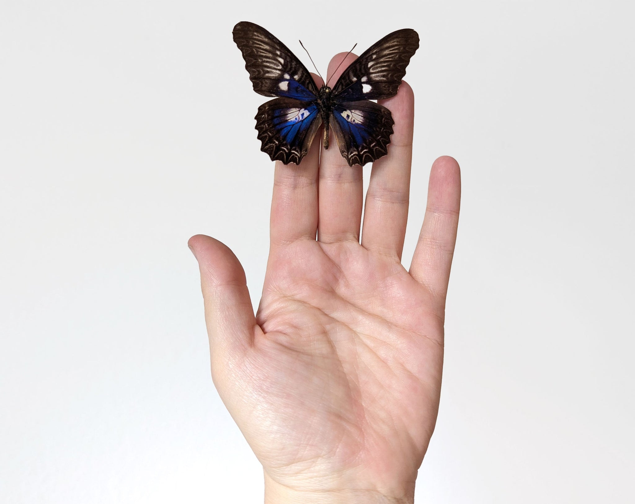 Cethosia ribbei ♂  Schmetterling InsectArt