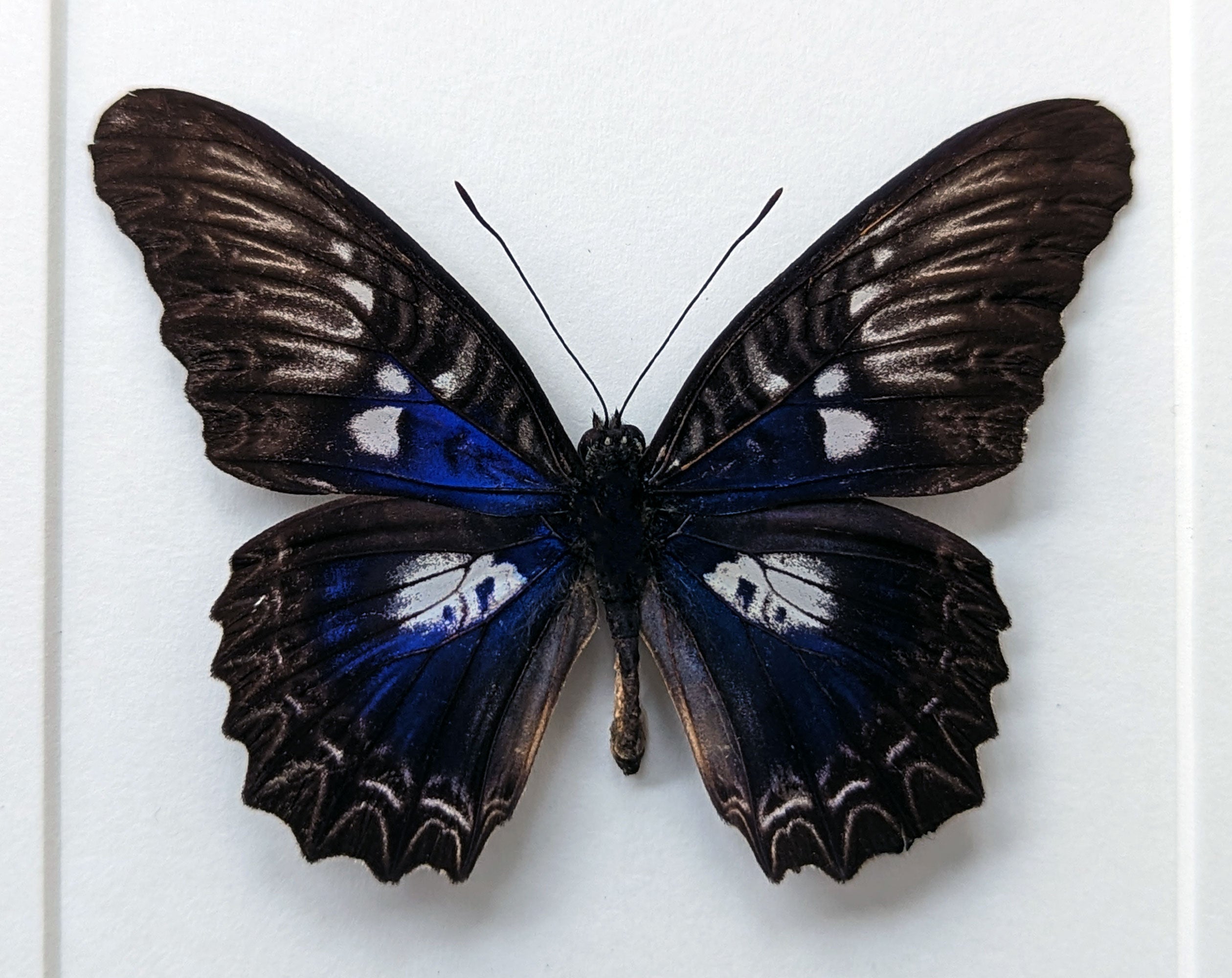 Cethosia ribbei ♂  Schmetterling InsectArt
