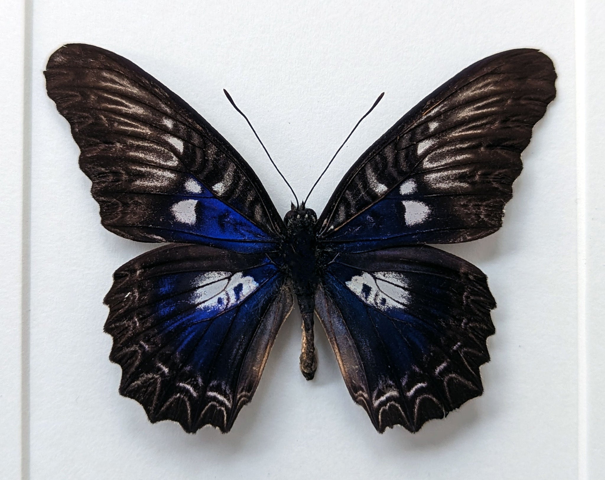 Cethosia ribbei ♂  Schmetterling InsectArt