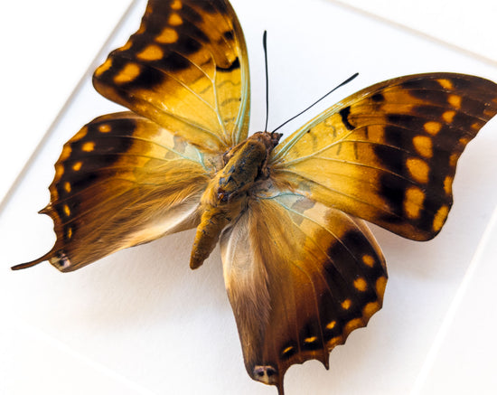 Charaxes candiope