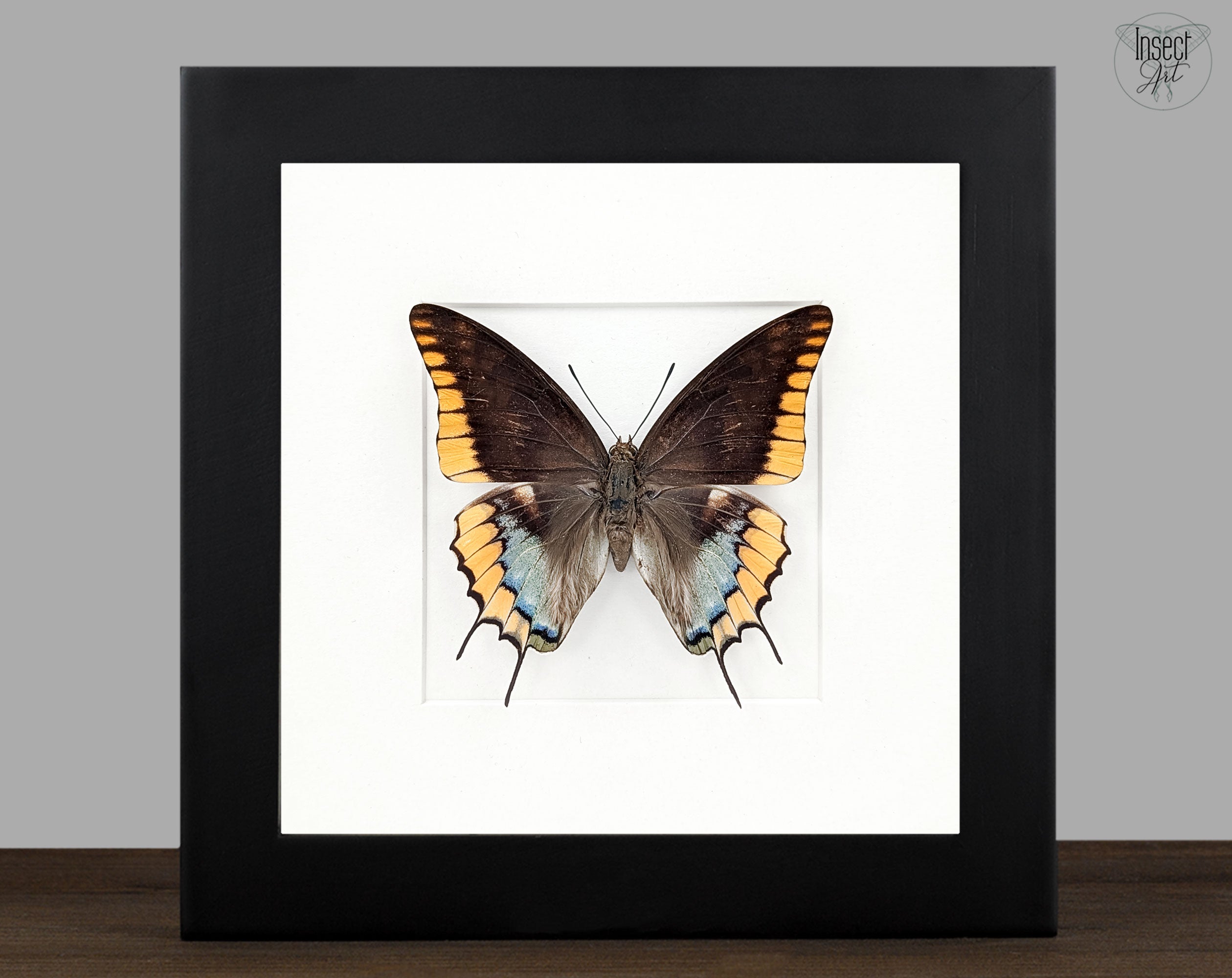 Charaxes epijasius Weibchen, präparierter Schmetterling im Rahmen