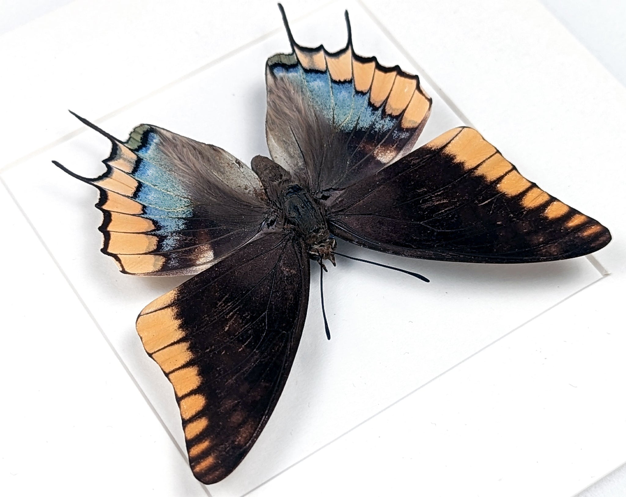 Charaxes epijasius Weibchen, präparierter Schmetterling im Rahmen