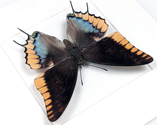 Charaxes epijasius Weibchen, präparierter Schmetterling im Rahmen