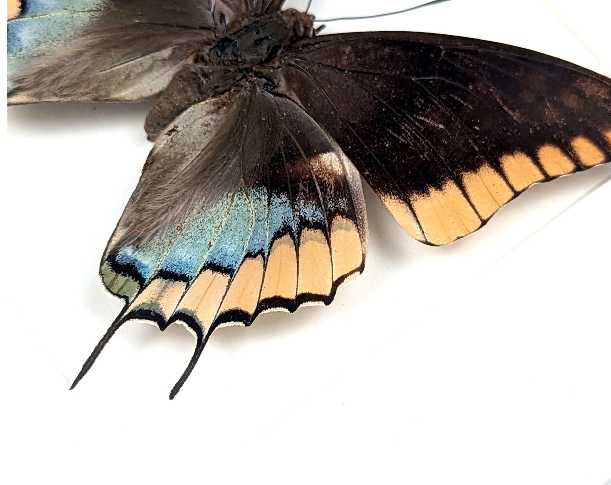 Charaxes epijasius Weibchen, präparierter Schmetterling im Rahmen