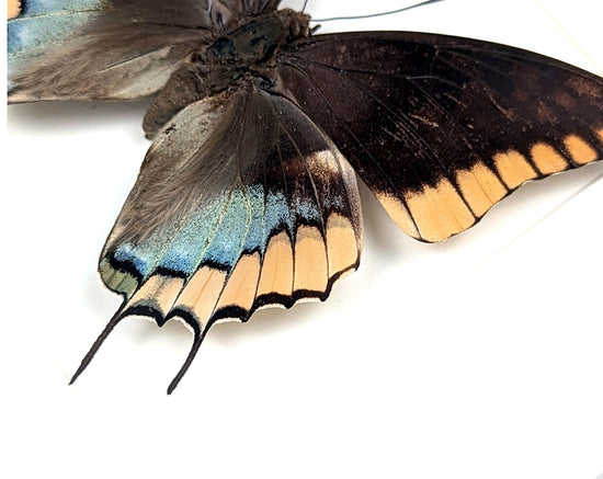 Charaxes epijasius Weibchen, präparierter Schmetterling im Rahmen