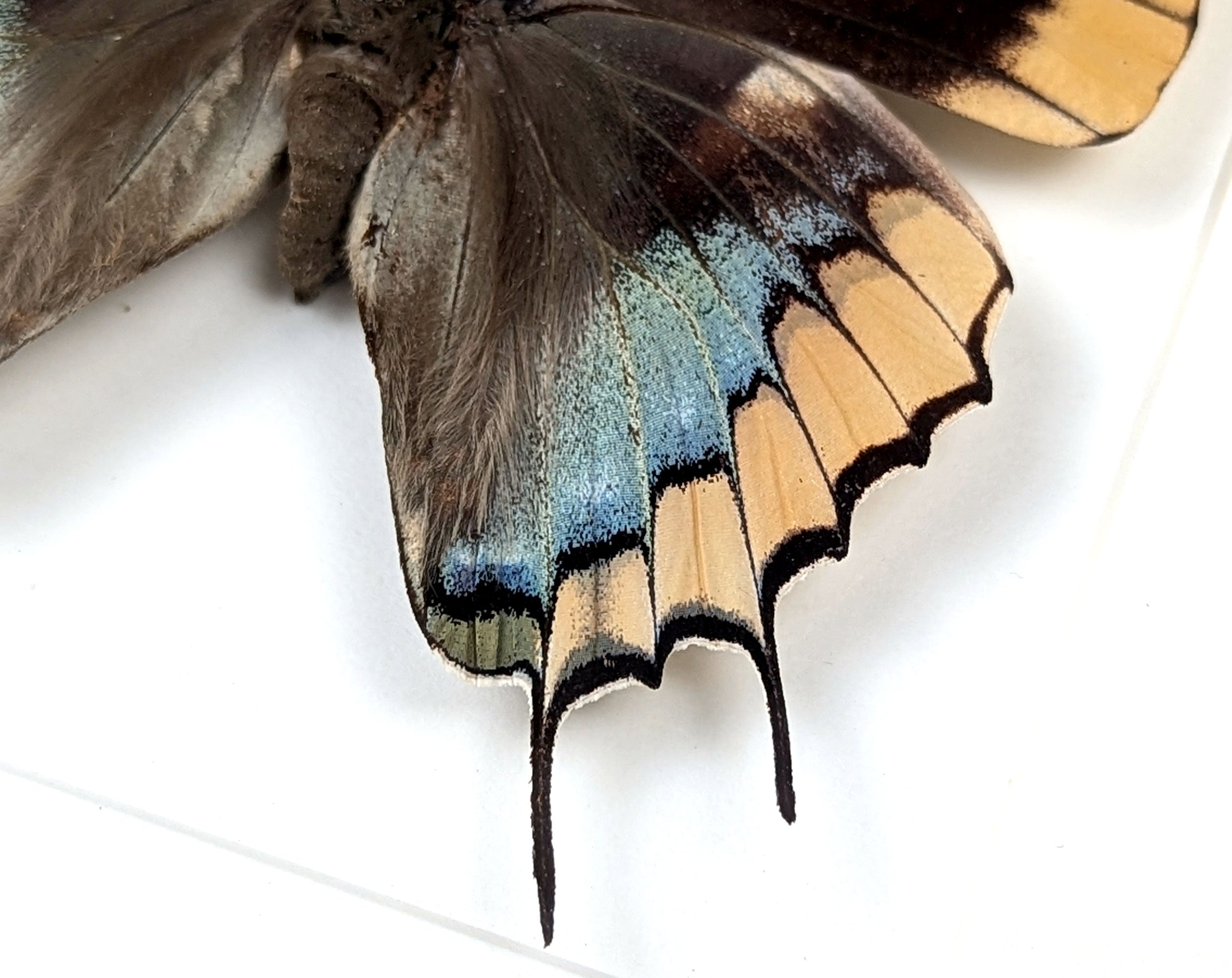 Charaxes epijasius Weibchen, präparierter Schmetterling im Rahmen