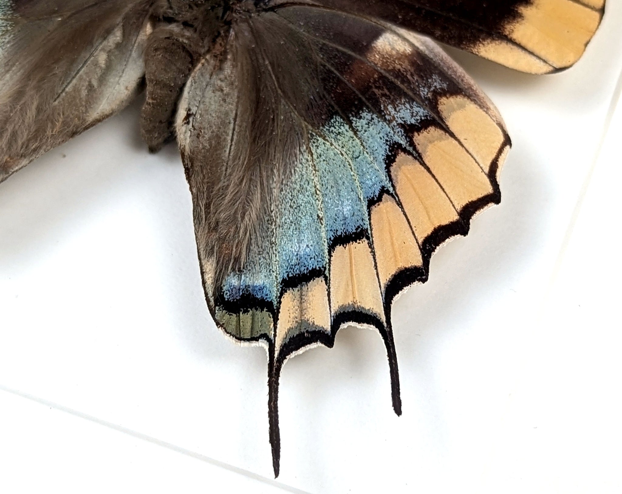 Charaxes epijasius Weibchen, präparierter Schmetterling im Rahmen