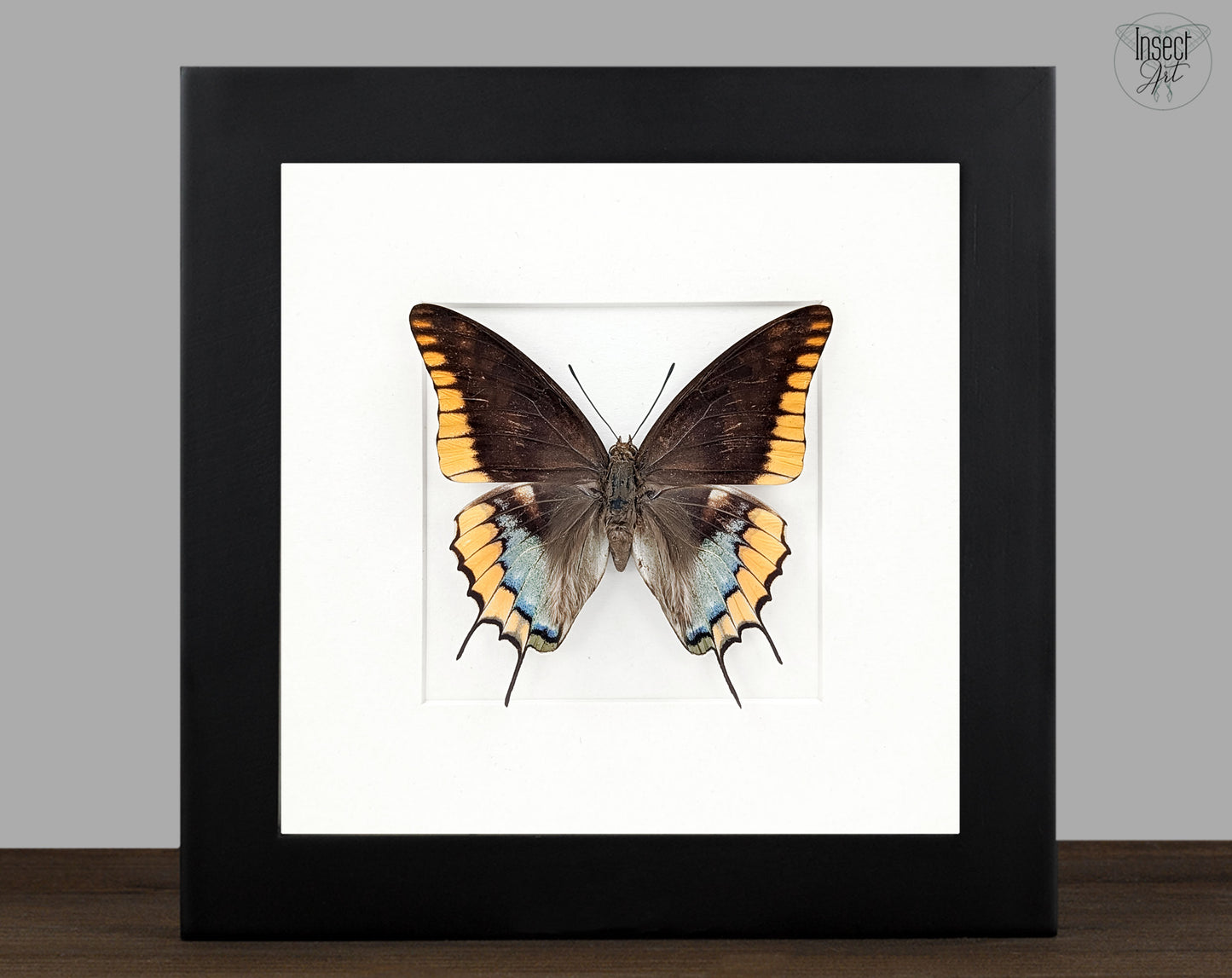 Charaxes epijasius Weibchen, präparierter Schmetterling im Rahmen