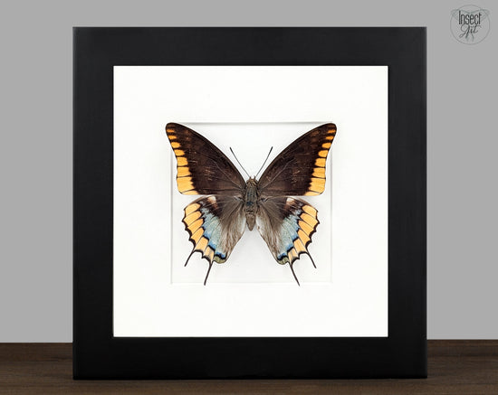 Charaxes epijasius Weibchen, präparierter Schmetterling im Rahmen