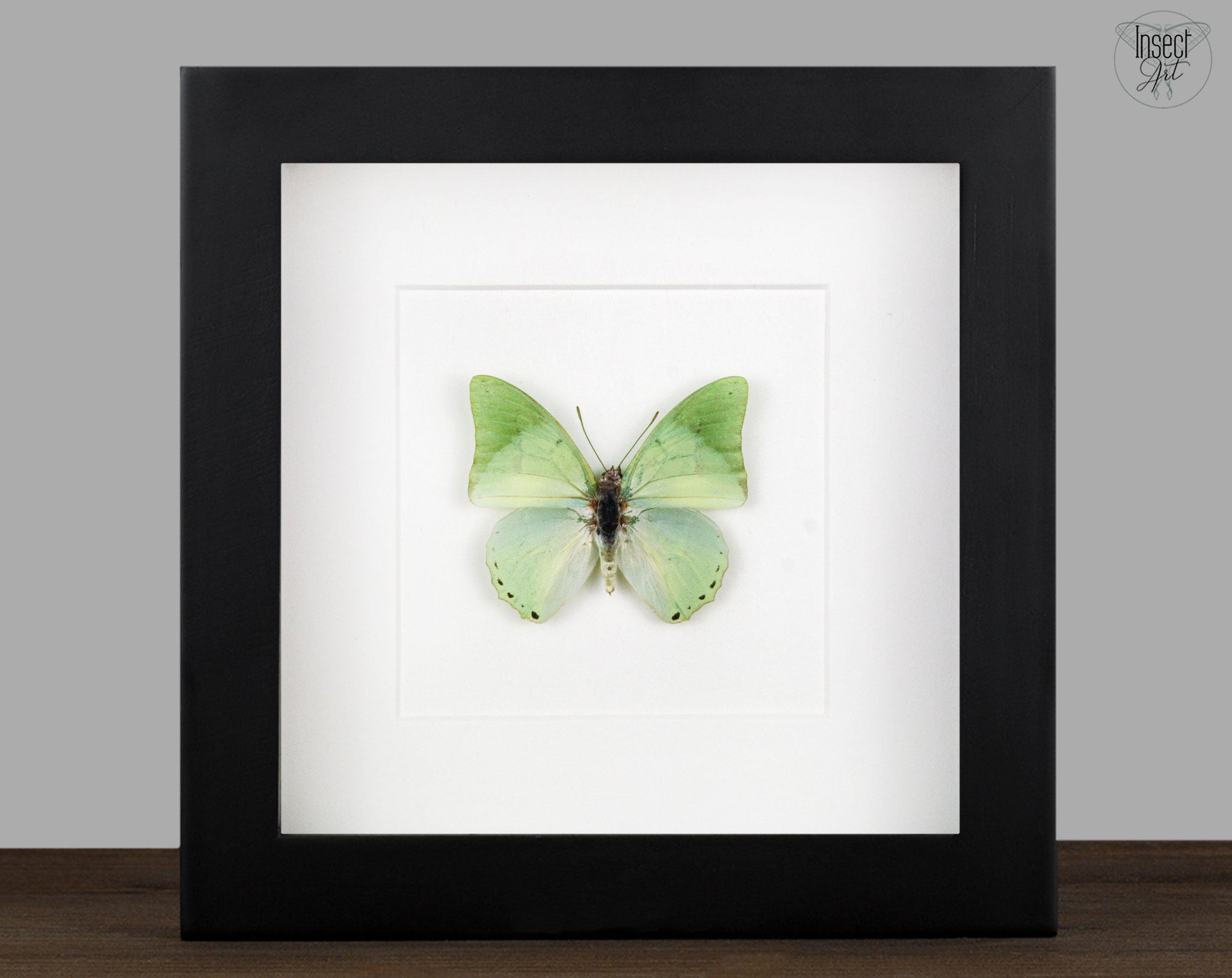 Charaxes eupale  Schmetterling InsectArt