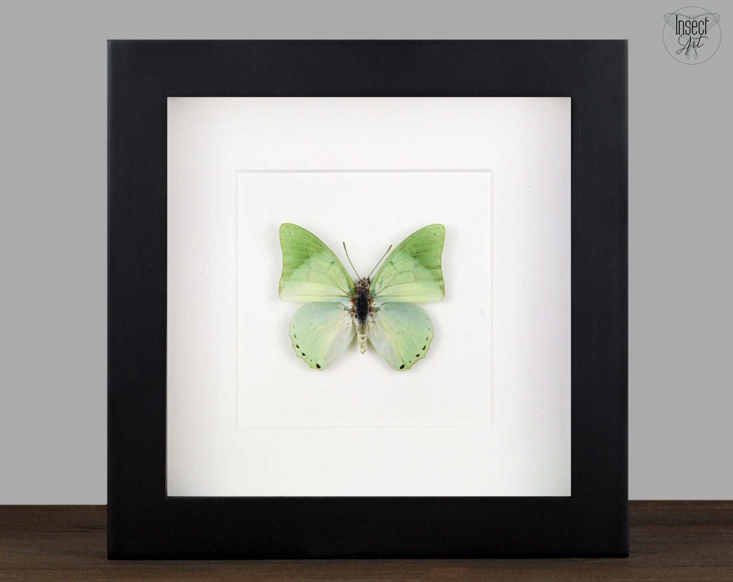 Charaxes eupale