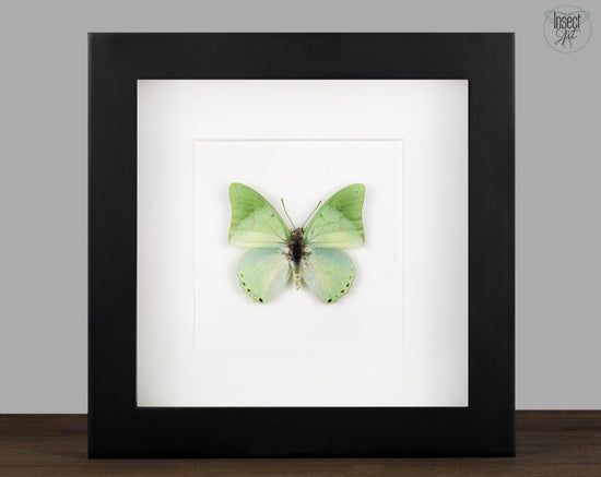 Charaxes eupale