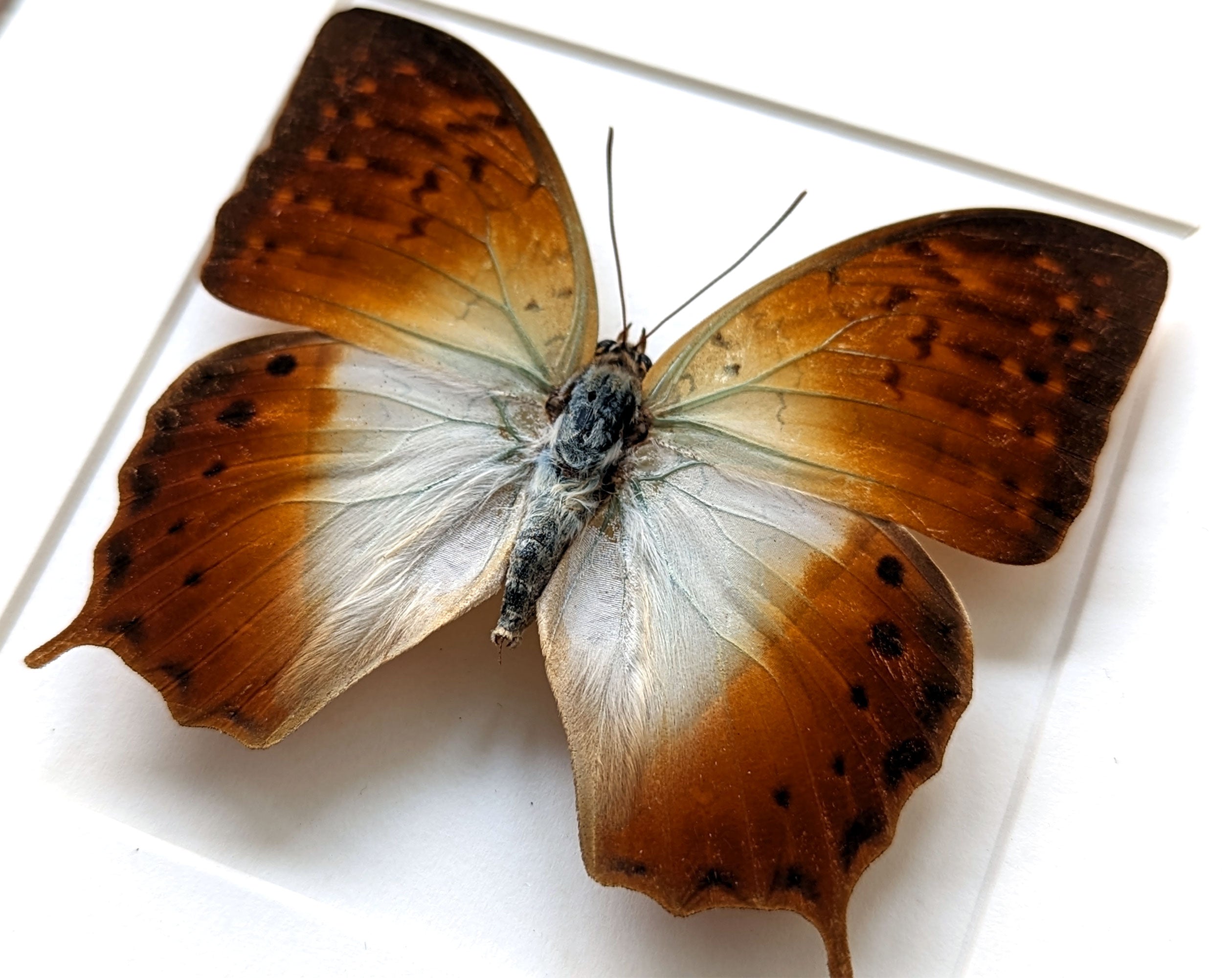 Charaxes fulvescens  Schmetterling InsectArt