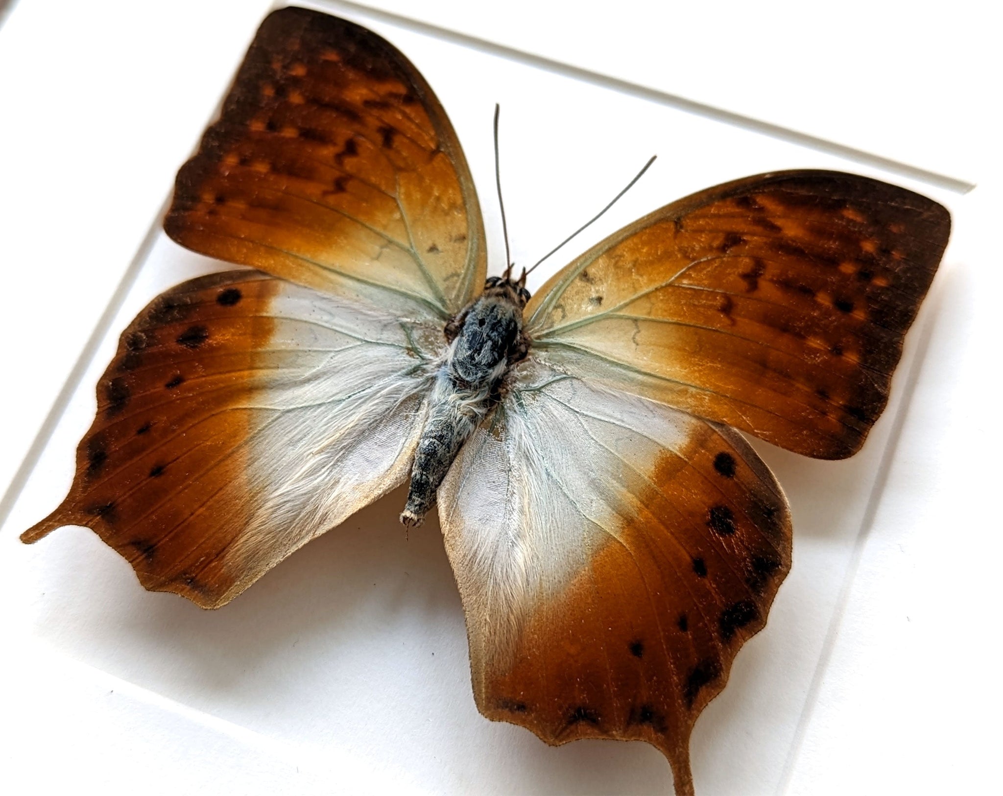 Charaxes fulvescens  Schmetterling InsectArt