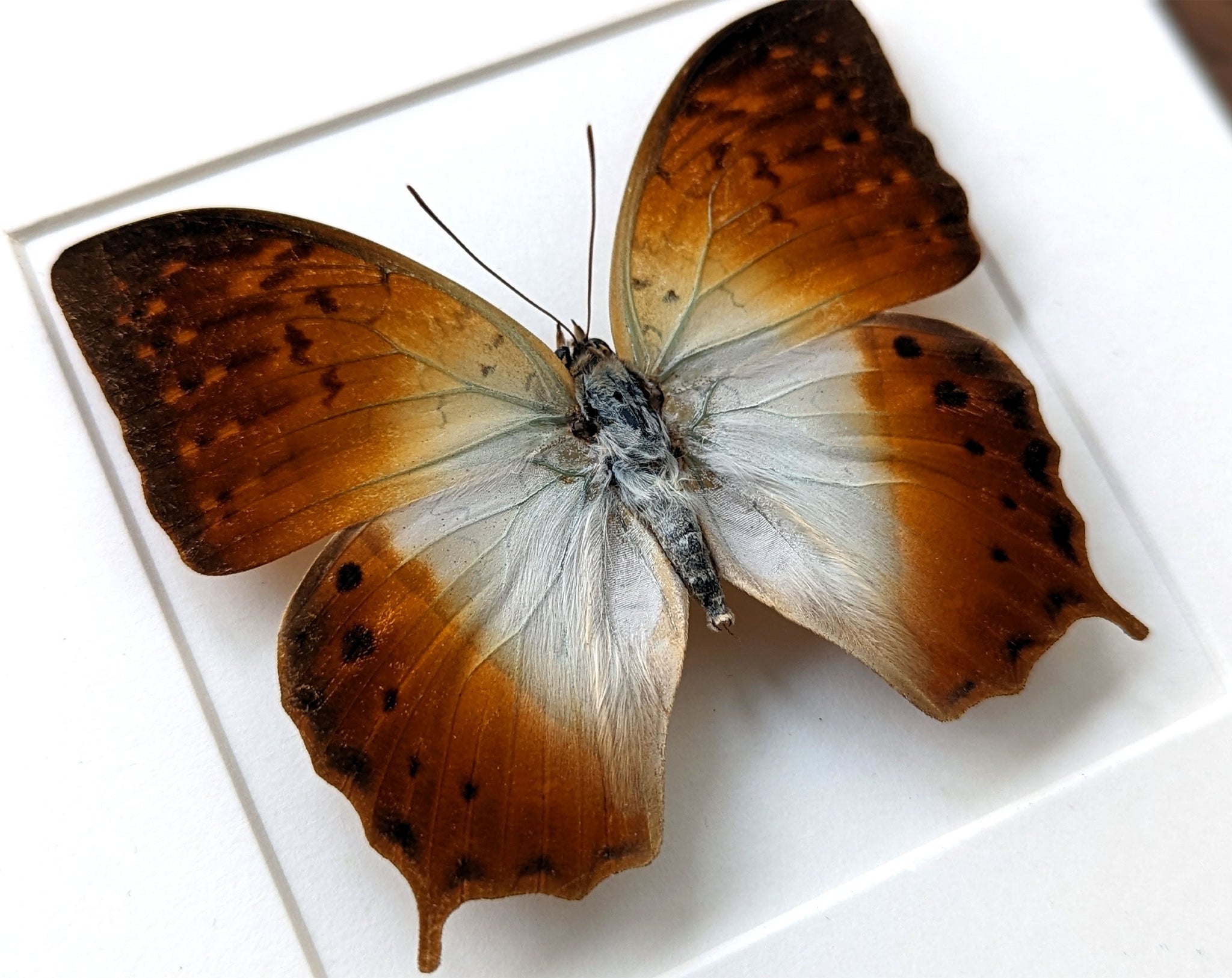 Charaxes fulvescens  Schmetterling InsectArt