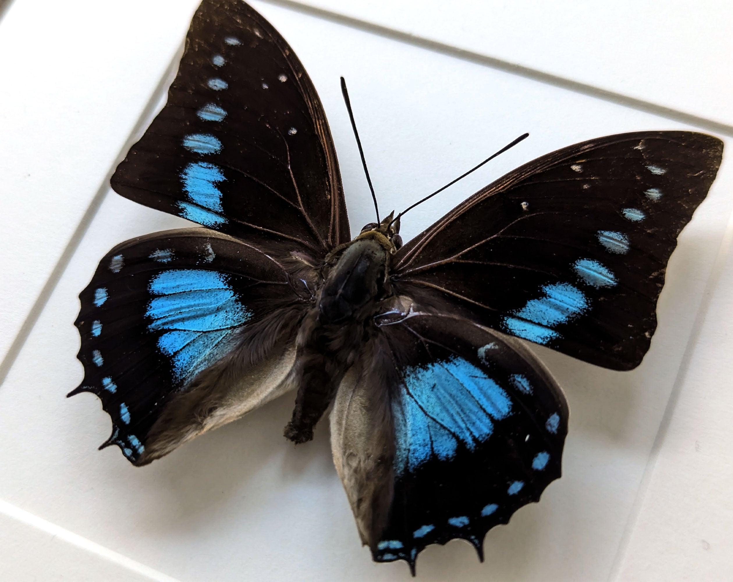 Charaxes imperialis  Schmetterling InsectArt