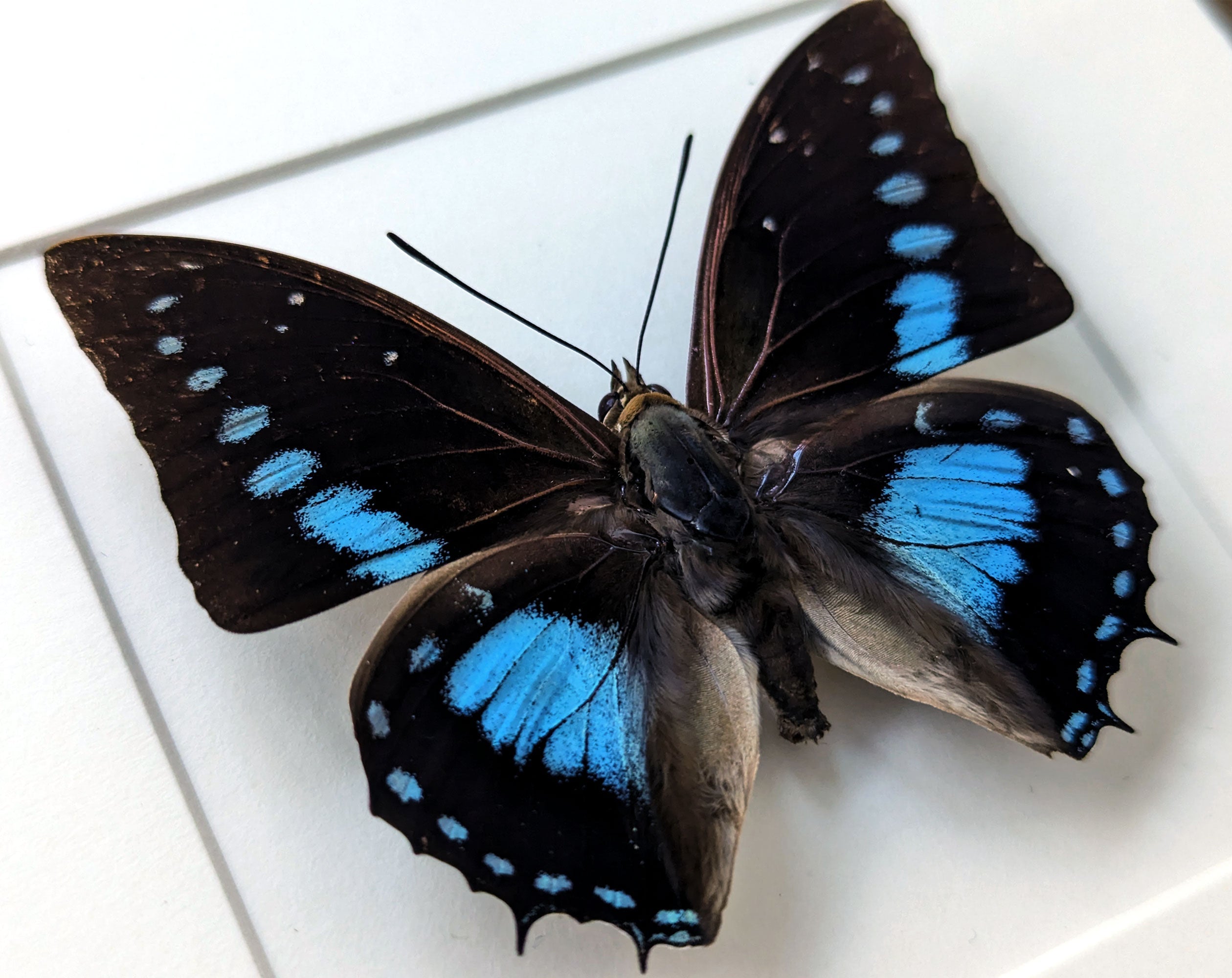 Charaxes imperialis  Schmetterling InsectArt