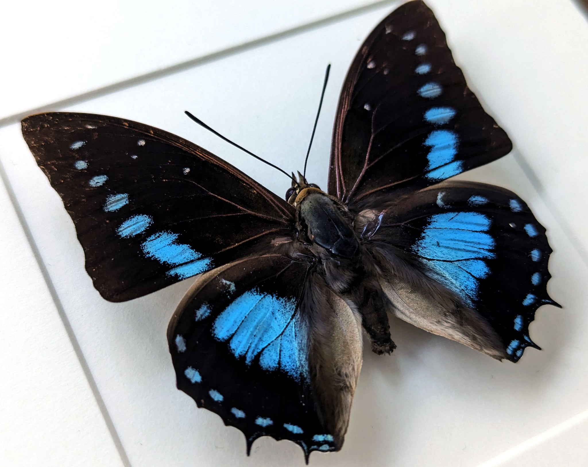 Charaxes imperialis  Schmetterling InsectArt