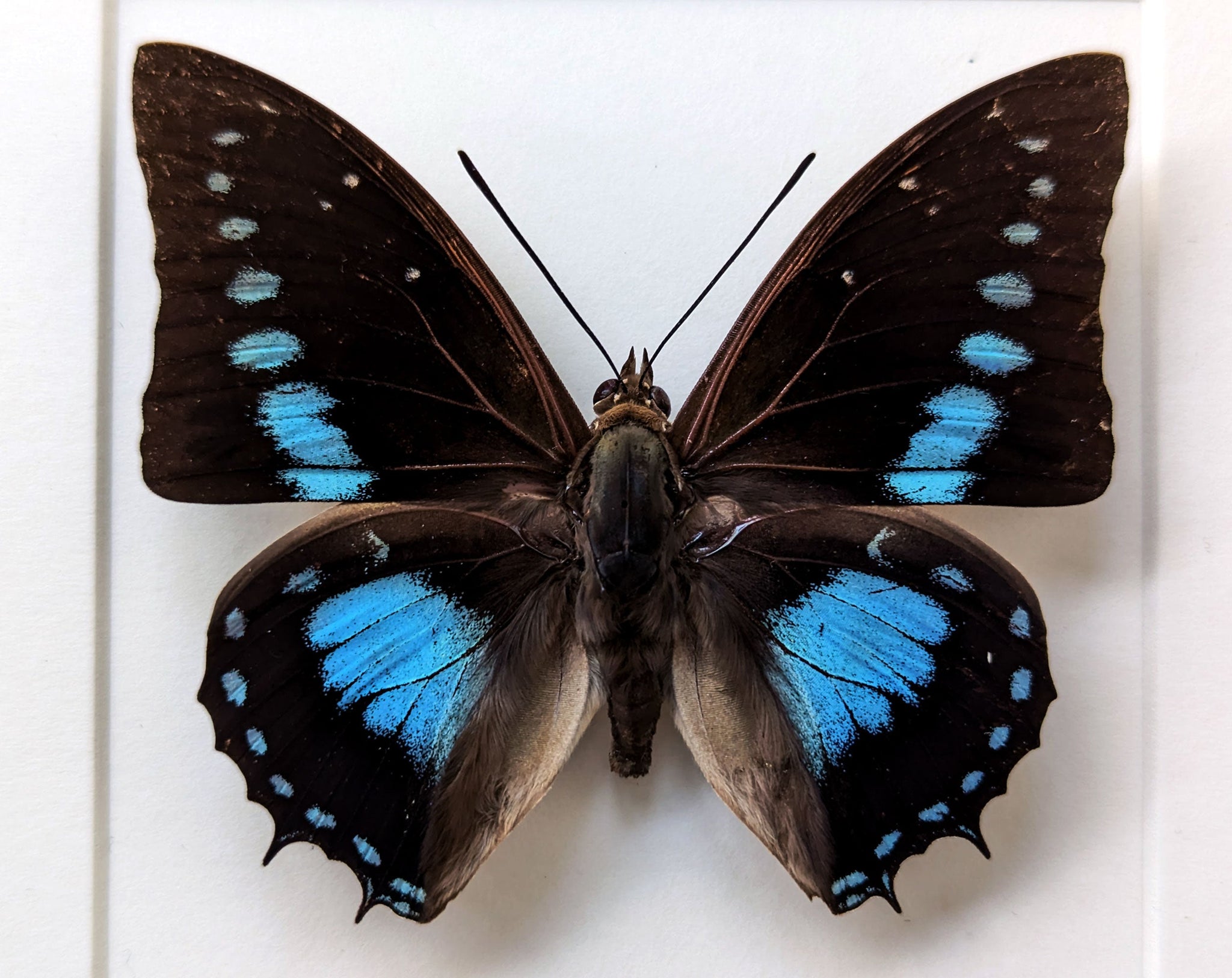 Charaxes imperialis  Schmetterling InsectArt