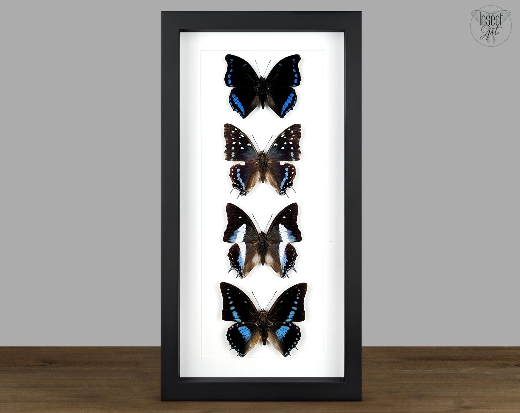 Charaxes Falter Quartett | Vier echte Schmetterlinge im Rahmen