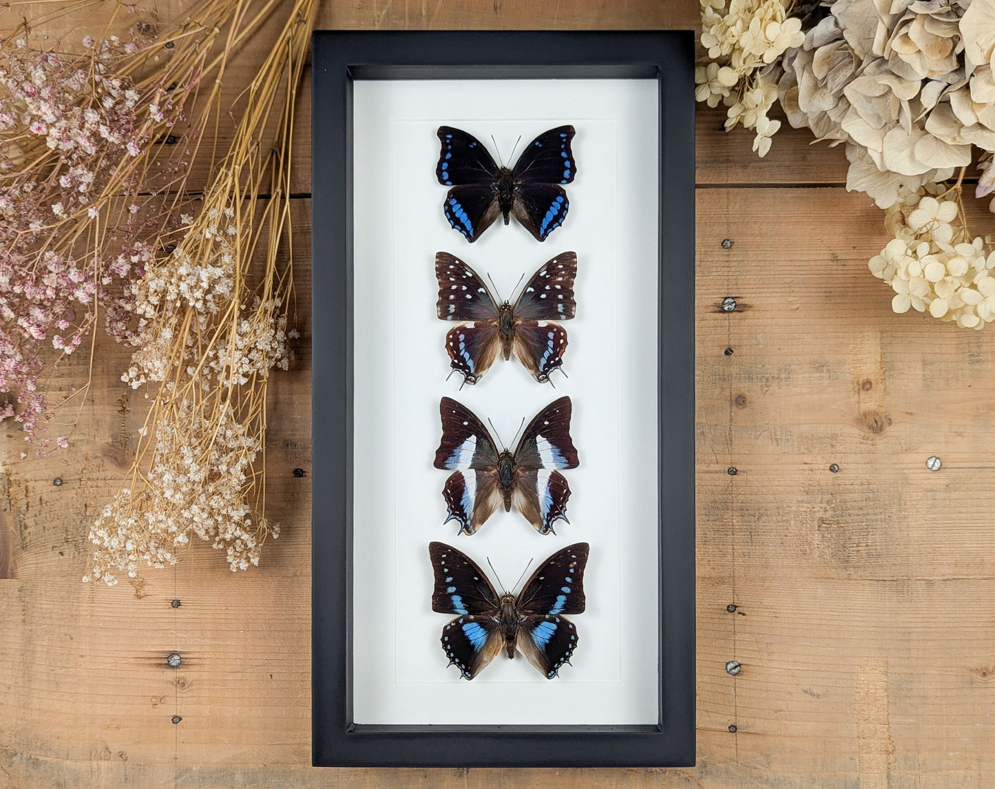 Charaxes Falter Quartett | Vier echte Schmetterlinge im Rahmen