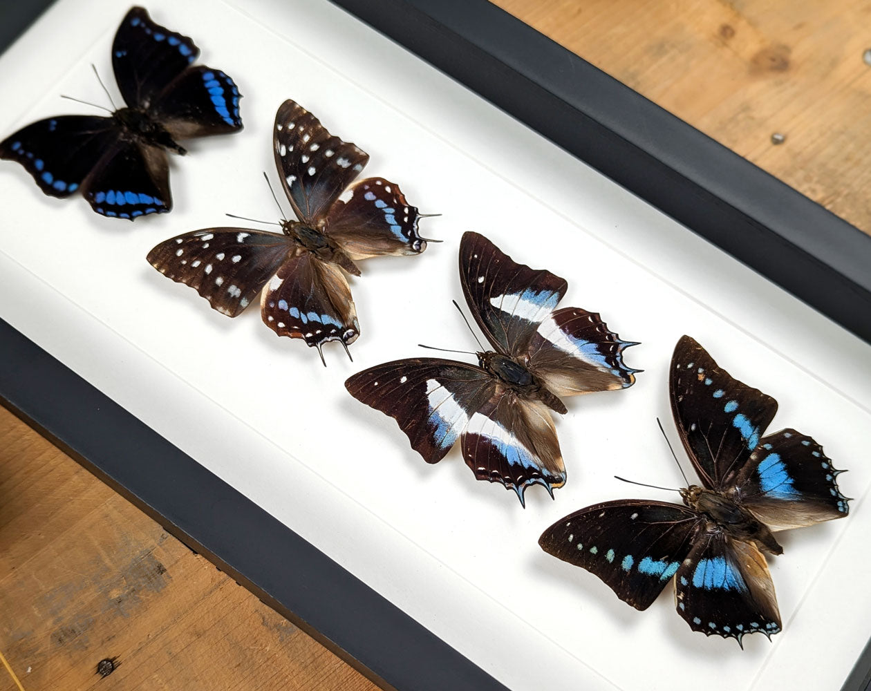 Charaxes Falter Quartett | Vier echte Schmetterlinge im Rahmen