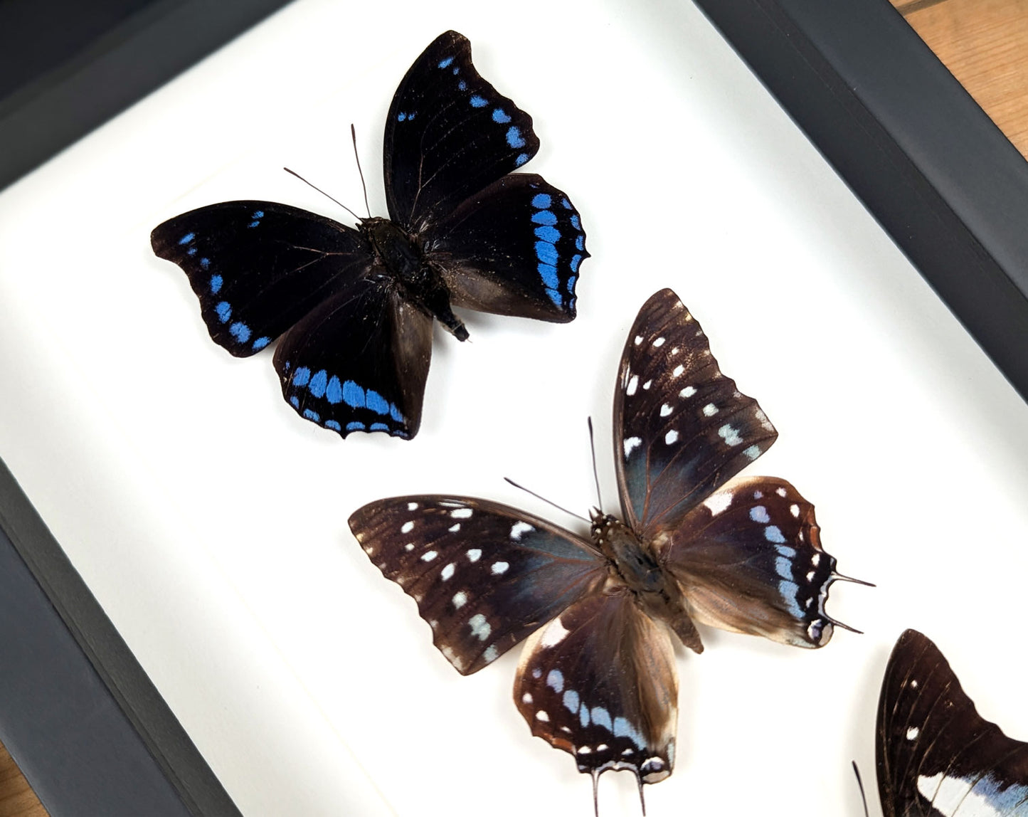 Charaxes Falter Quartett | Vier echte Schmetterlinge im Rahmen