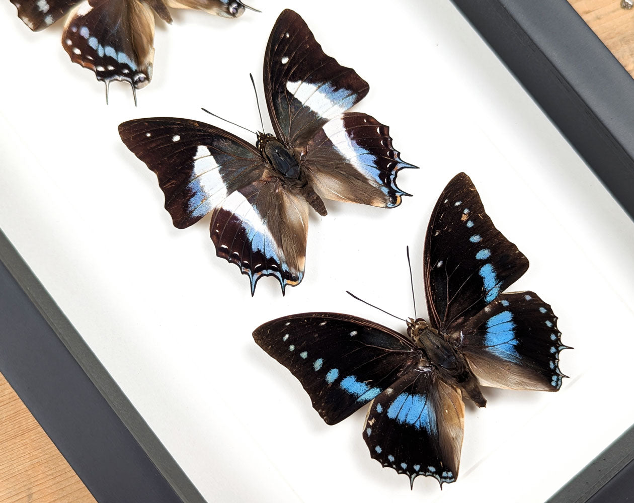 Charaxes Falter Quartett | Vier echte Schmetterlinge im Rahmen
