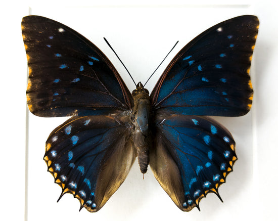 Charaxes tiridates