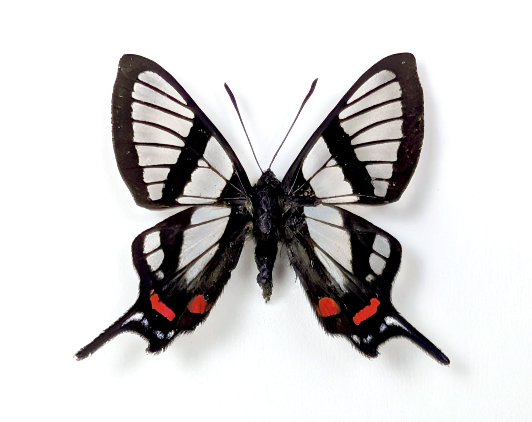 Chorinea sylphina | echter Glasflügel Schmetterling im Rahmen