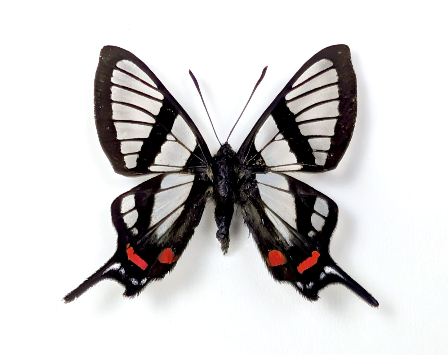 Chorinea sylphina | echter Glasflügel Schmetterling im Rahmen