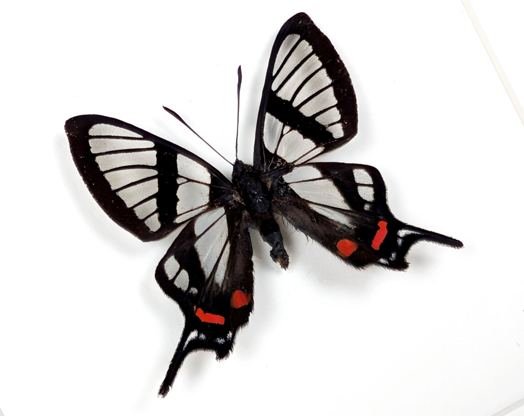 Chorinea sylphina | echter Glasflügel Schmetterling im Rahmen