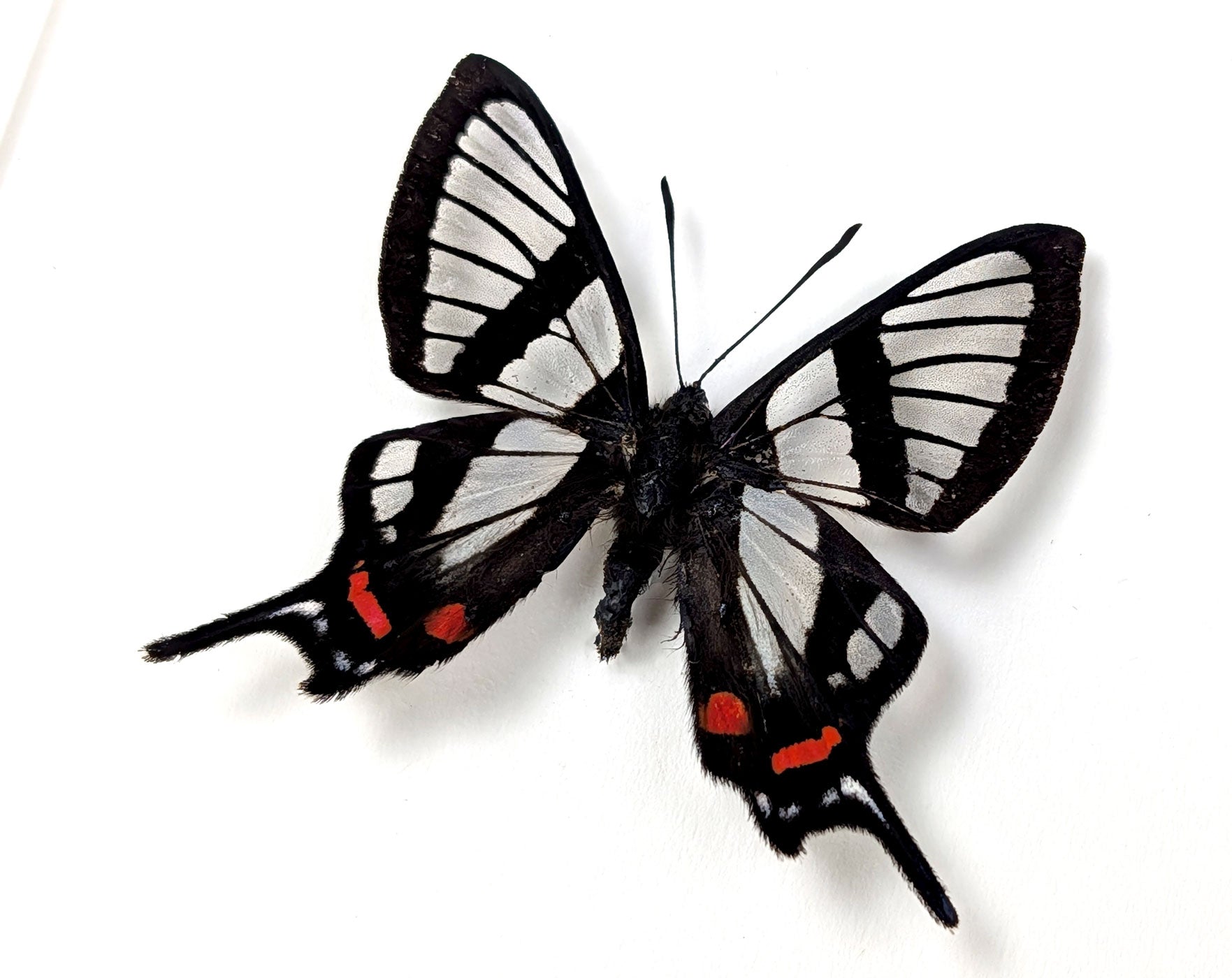 Chorinea sylphina | echter Glasflügel Schmetterling im Rahmen