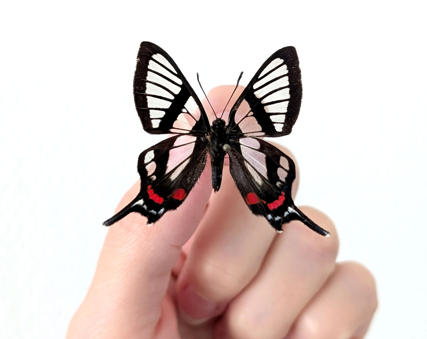Chorinea sylphina | echter Glasflügel Schmetterling im Rahmen