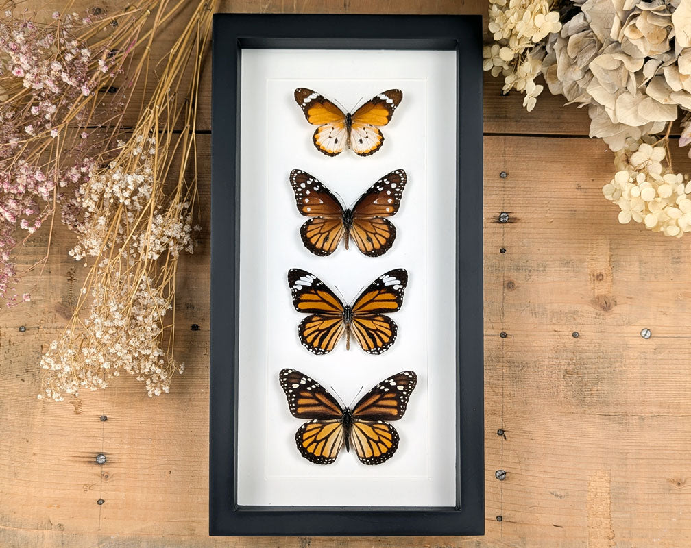Monarch Falter Quartett | Vier echte Schmetterlinge im Rahmen
