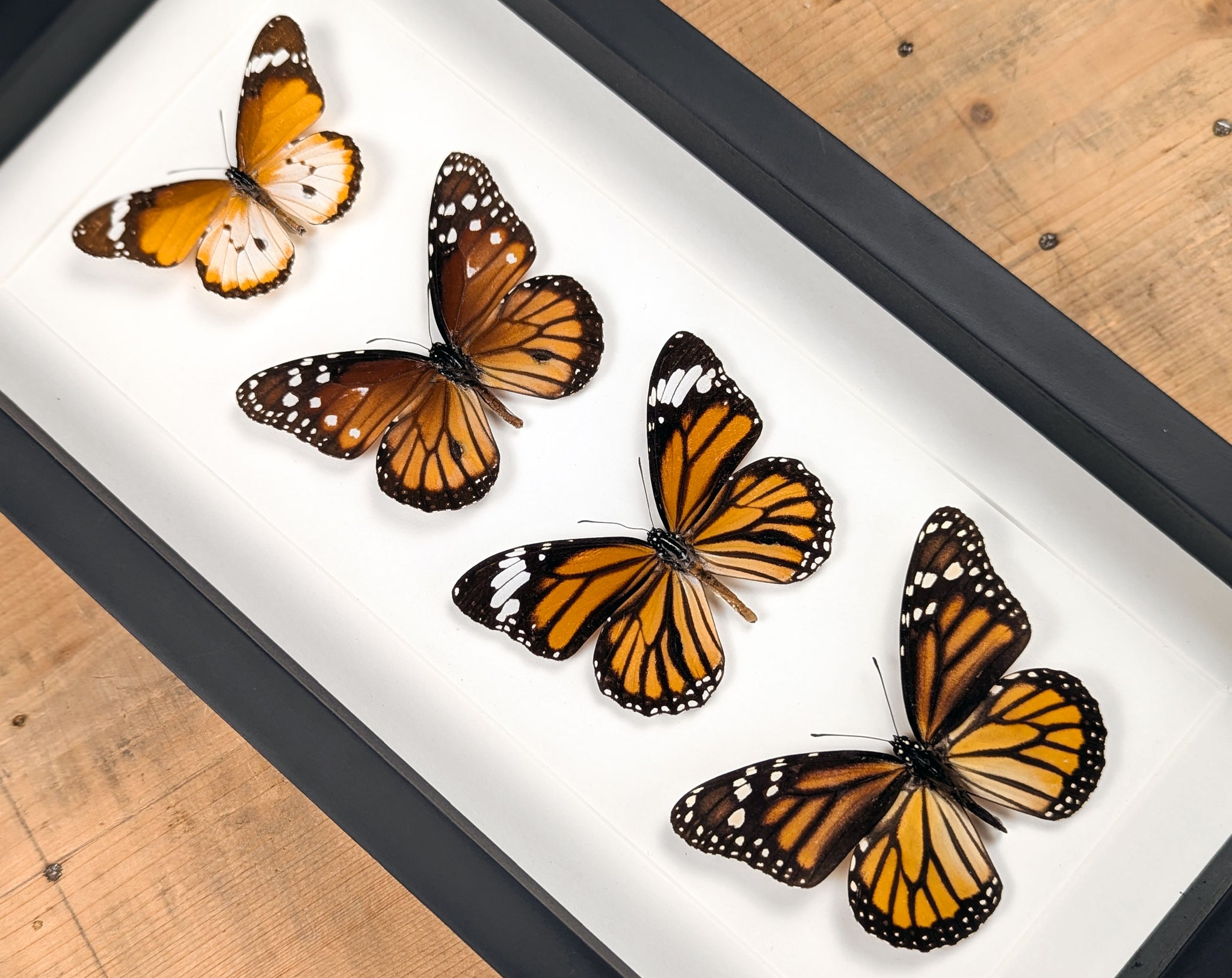 Monarch Falter Quartett | Vier echte Schmetterlinge im Rahmen