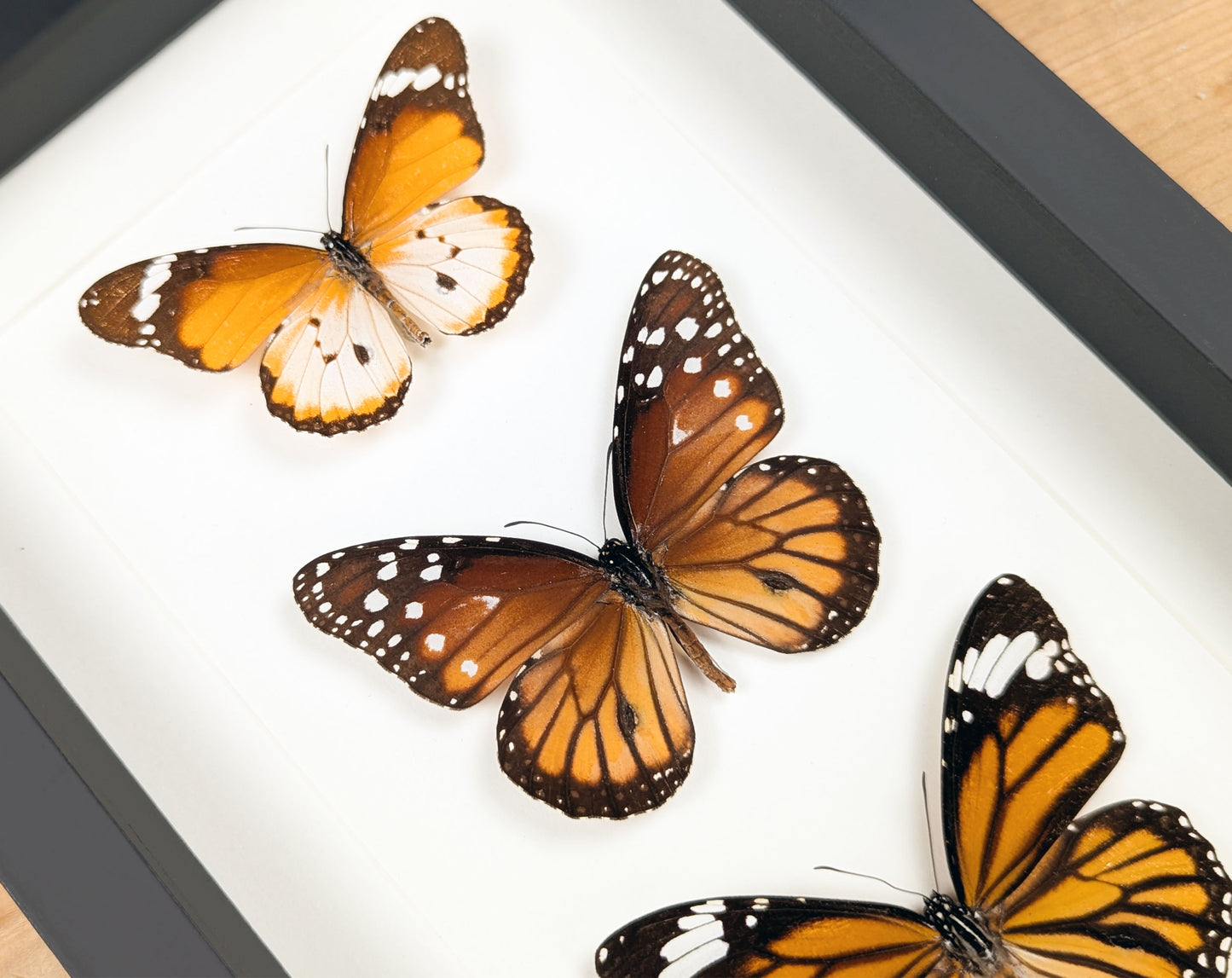 Monarch Falter Quartett | Vier echte Schmetterlinge im Rahmen