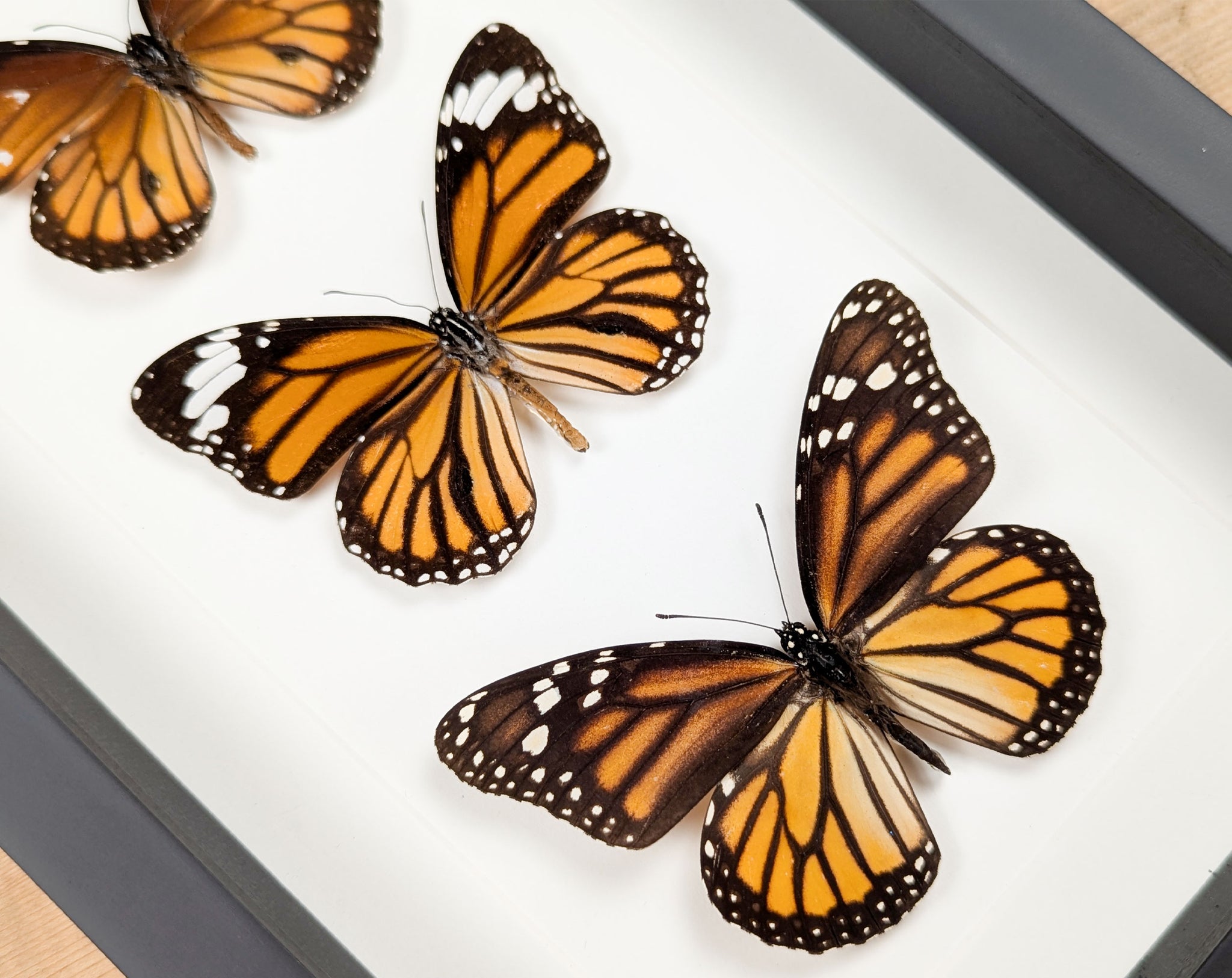 Monarch Falter Quartett | Vier echte Schmetterlinge im Rahmen