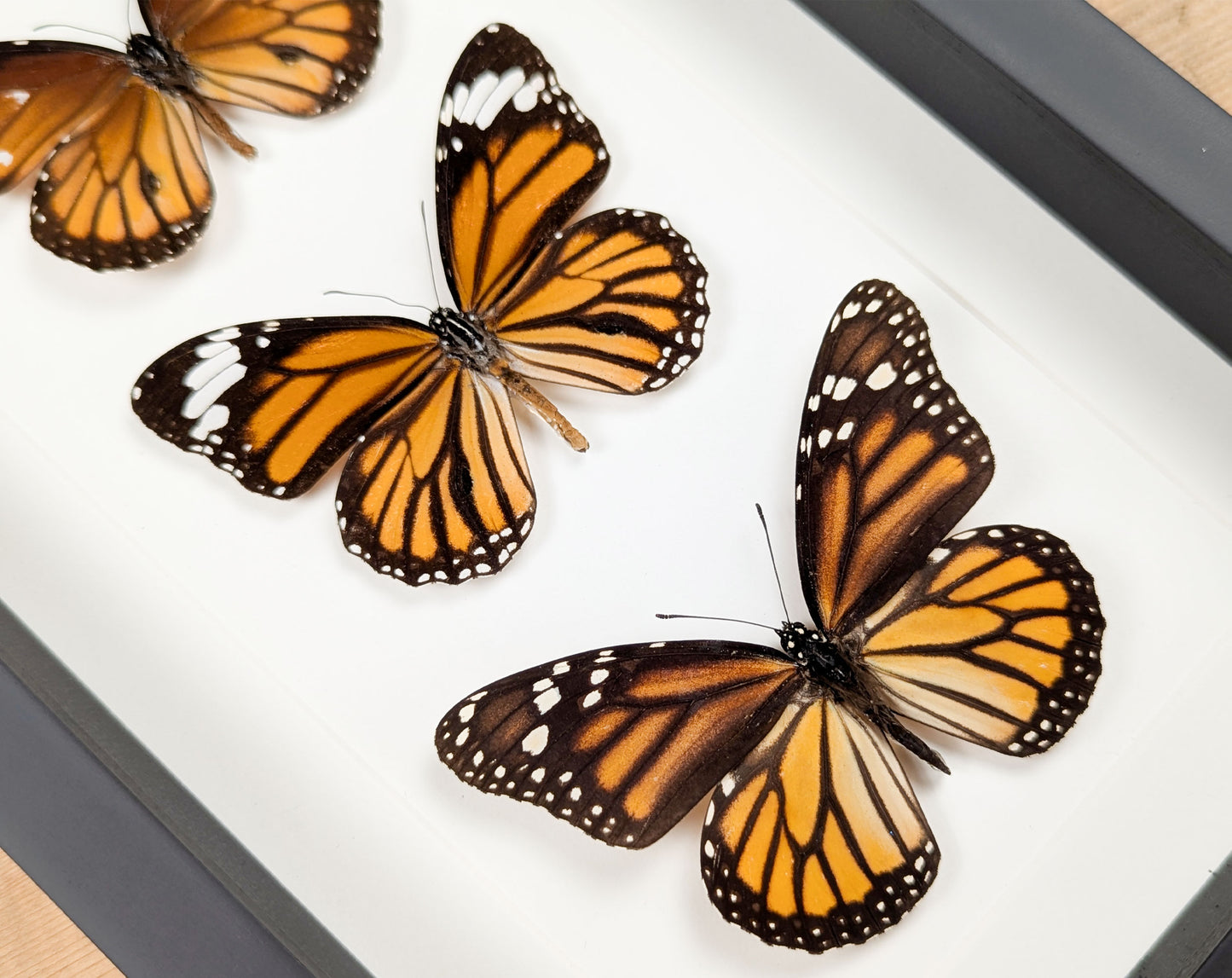 Monarch Falter Quartett | Vier echte Schmetterlinge im Rahmen